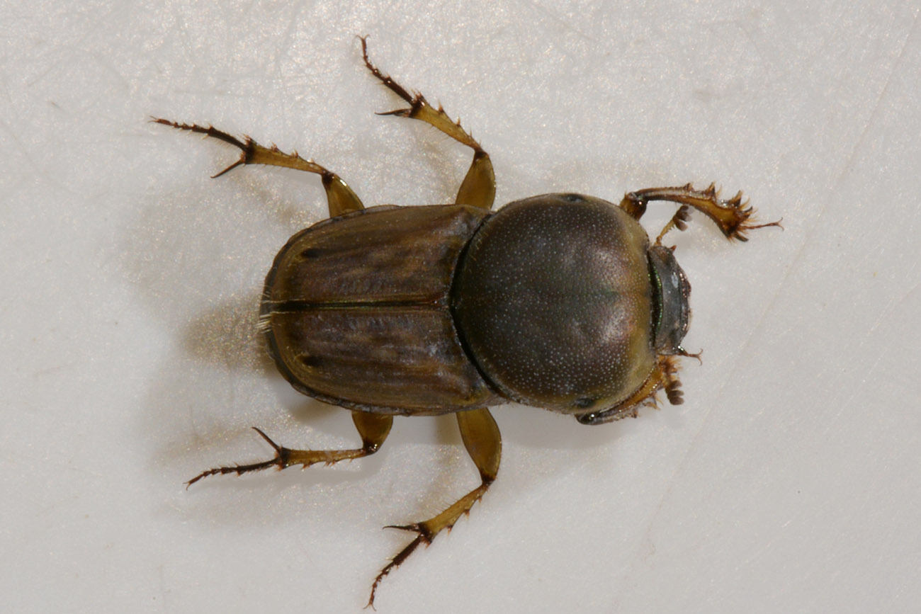 Scarabaeidae, Euoniticellus fulvus